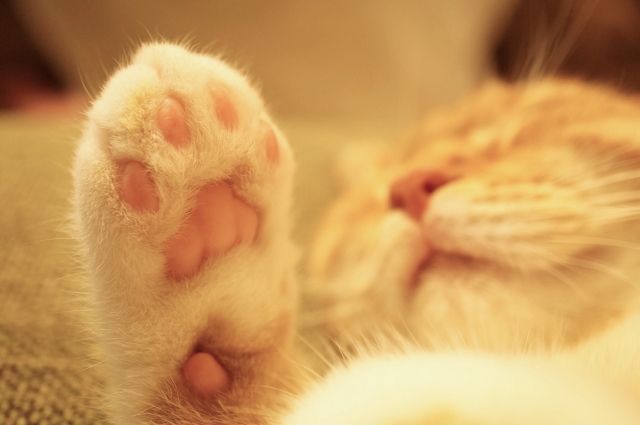 猫好き　婚活