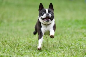 犬好き　恋愛