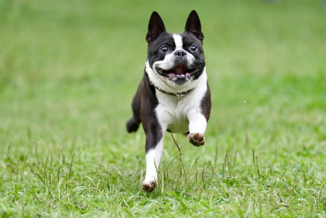 犬好き　恋愛